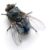 IV.11 Une mouche Petites nouvelles russes - Les voiles écarlates - Grine - Une mouche