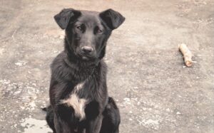 Petites nouvelles russes - Les voiles écarlates - Grine - Chien noir