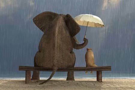 Petites nouvelles russes - Слон и дождь