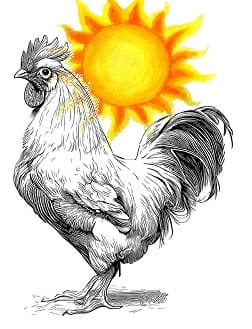 Petites nouvelles russes : Un coq blanc